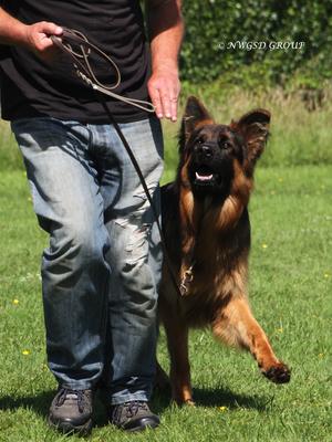 Ricky doing obedience