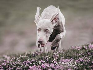 Sire Lincoln in full flight