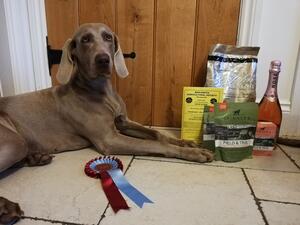Reserve Best of Breed Merionneth Agricultural Show