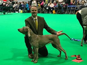 Glasarian Amethyst @ Crufts 2018