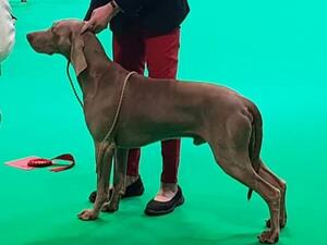 Reba winning at Crufts 2022