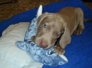 Dolphin playtime