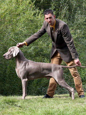 Sire - Rufus