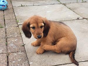 Who nicked my ball?