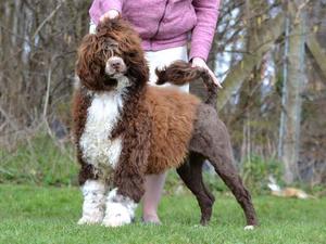 Sire: Winterkloud Rocket Man