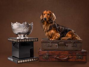 Sire Of Puppies