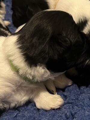 Puppy