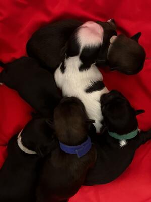 Puppies