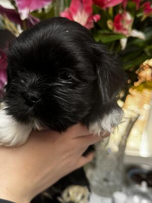 Black Puppy boy available