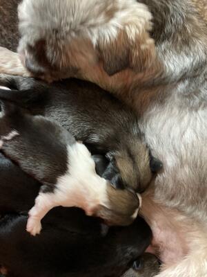 Mum and pups