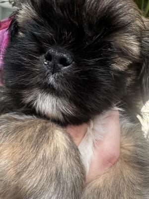 Gold puppy boy available