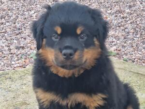 1 chunky Longcoat Male @ 8 WEEKS