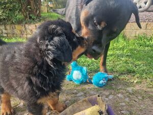 1 CHUNKY LONGCOAT ROTTWEILER MALE @ 8 WEEKS