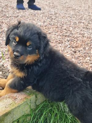 AVAILABLE MALE