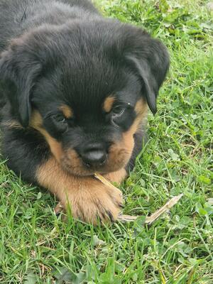Puppies