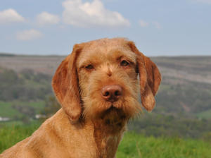 Pedigree Kc Registered Hungarian Wirehaired Vizsla Puppies In