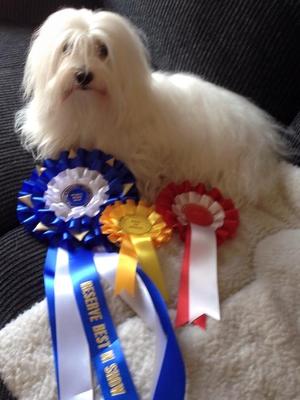 Lottie - BOB - TOY GROUP 1