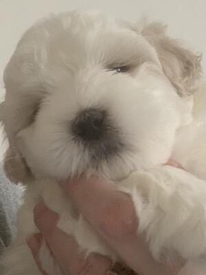 Baby Girl 6 weeks old