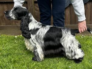 My young Swedish cocker male Dino .