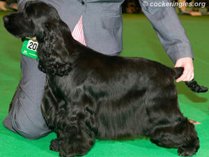 DESI AT CRUFTS.