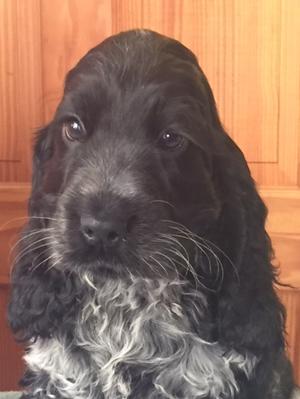 One of Timmy's beautiful babies.