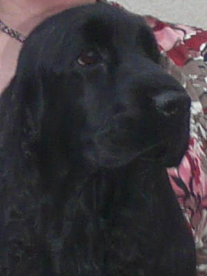 DESI'S BEAUTIFUL HEAD