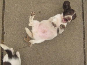 Puppies Play