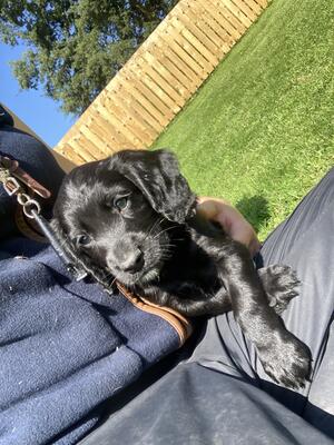 Bitch pup
