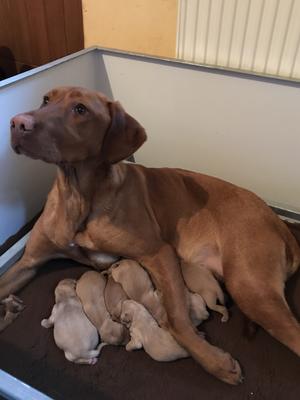 Dottie and Pups