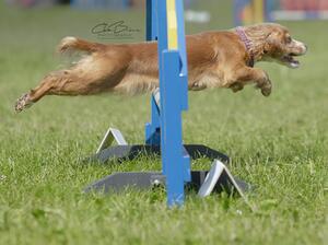Pixel competes in agility like her Dam who is AWG