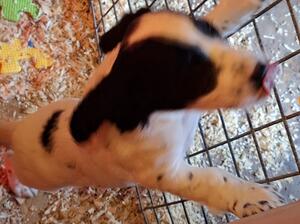 Black and white ticked male available
