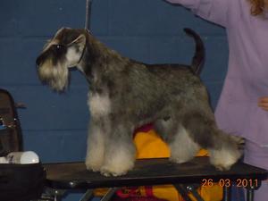 Ollie winning PGD at SCGB..