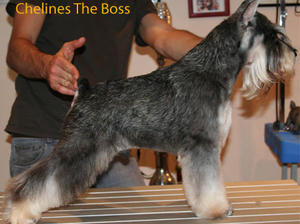 Half Brother CH Chelines The Boss.