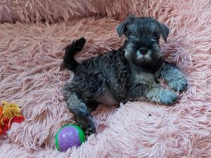 Puppy Rosie.