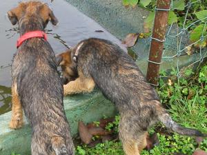 Puppies enjoying a new texture of water