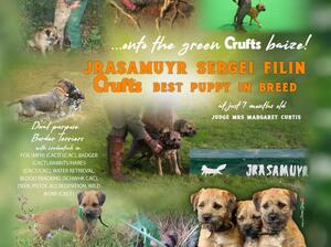CRUFTS 2022 BEST IN BREED BORDER TERRIER PUPPY WIN