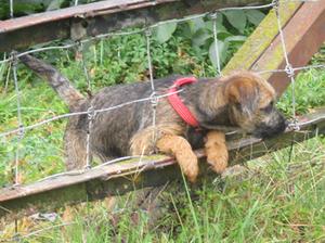 Terrier instincts of inquisitive as a pup