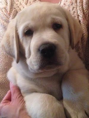 champdogs puppies for sale