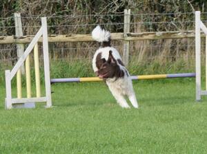 Aafke does Agility