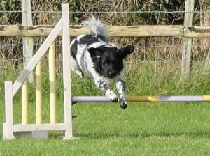 Bottas does Agility