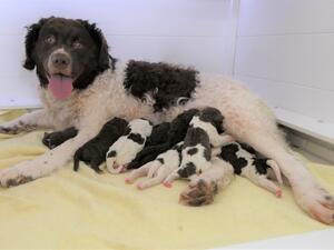 Aafke and her puppies