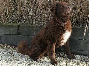 Jappie lives in the Netherlands