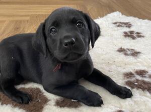 Black girl - 6 weeks