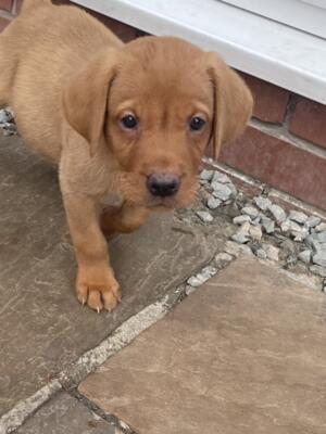 Daisy puppies