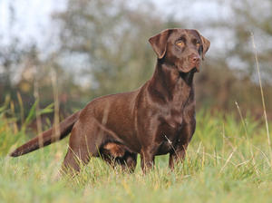 Deerbridge Milo