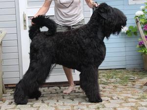Dad Dutch dog MADE IN GERMANY TARAS SARJA