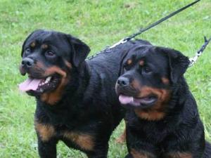 Ola and her litter sister