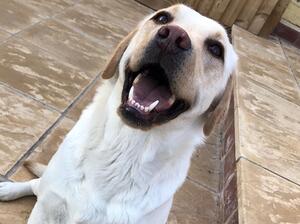 Bonnie