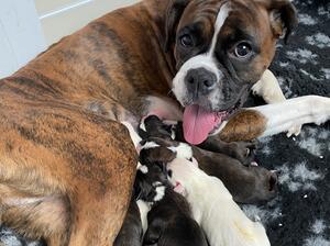 Champdogs Boxer Puppies 2025