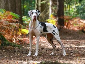 PER QUELLA Alegriagiant 15 months old